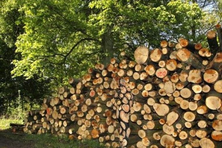 Za oštro oko: Pronađite ženu među gomilom drva! (FOTO)