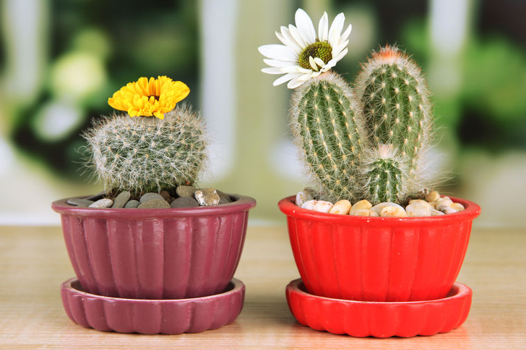 Kako pravilno odgajati kaktus: Najlepša dekorativna biljka!