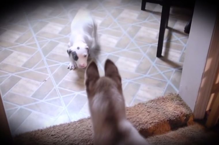 Nisu se videli četiri godine: Prijateljstvo dva psa jače od svega! (VIDEO)