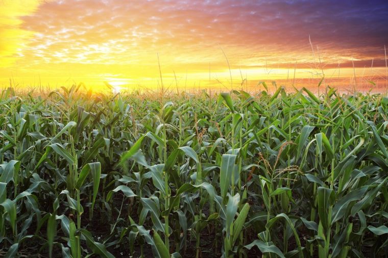 Visoke temperature uništavaju useve: Ugroženi kukuruz, soja i šećerna repa