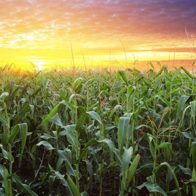 Visoke temperature uništavaju useve: Ugroženi kukuruz, soja i šećerna repa