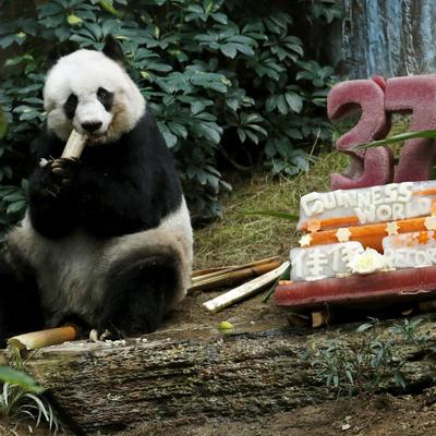 Najstarija panda na svetu napunila 37 godina: Ulazak u Ginisovu knjigu proslavila tortom! (FOTO)