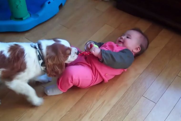 Najslađa borba: Ko je jači, bebe ili psi? (VIDEO)