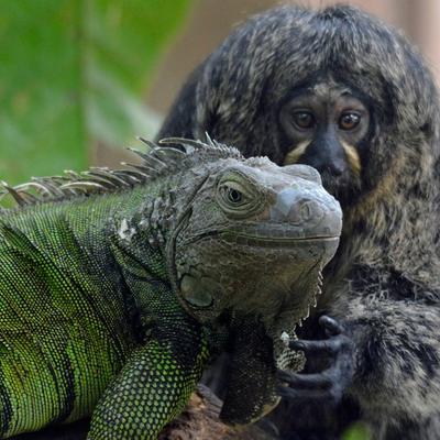 Nesvakidašnje prijateljstvo: Iguana u zagrljaju marmozeta! (FOTO)