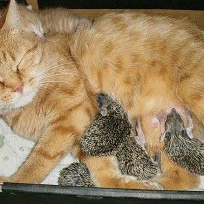 Majčinska ljubav ne poznaje granice: Mačka usvojila ježeve siročiće! (FOTO)