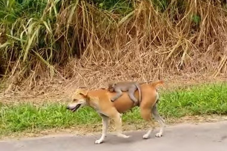 Bezbrižni i srećni: Pas nosi malo majmunče na leđima! (VIDEO)
