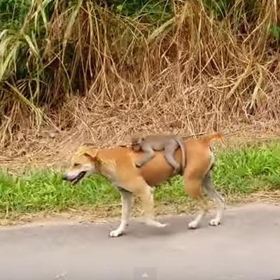 Bezbrižni i srećni: Pas nosi malo majmunče na leđima! (VIDEO)