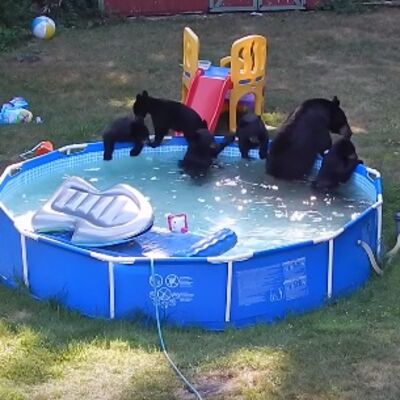 Porodica ostala bez teksta: Grupa medveda im upala u bazen! (VIDEO)