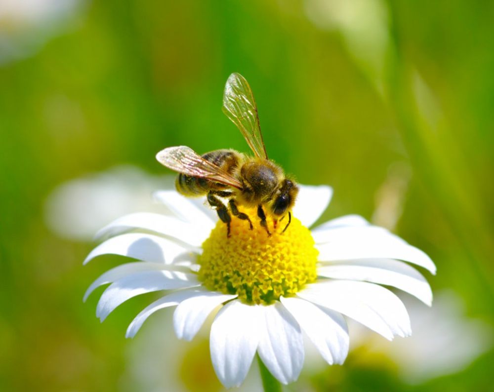 Da bi skupile kilogram meda pčele moraju obići oko deset miliona cvetova
