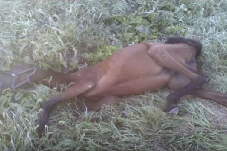 Sudbinski susret: Izgladneli konj kolabirao na putu, a onda se desilo čudo! (VIDEO)