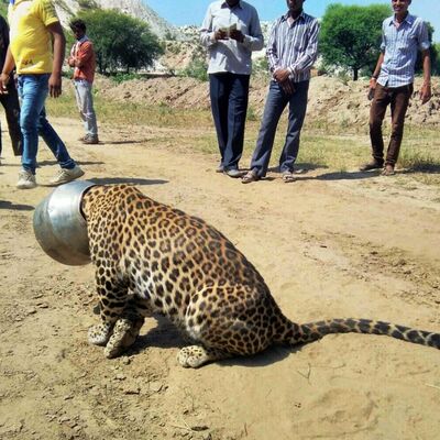 Smotani leopard: Hteo da pije vodu iz ćupa, pa se zaglavio (VIDEO)