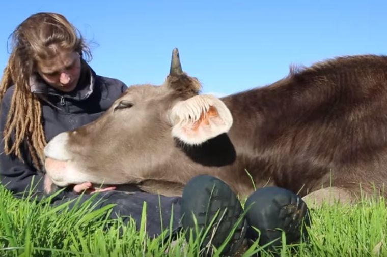 Sela je na travu, a bik je legao pored nje: Ono što se desilo oduševilo je sve! (VIDEO)