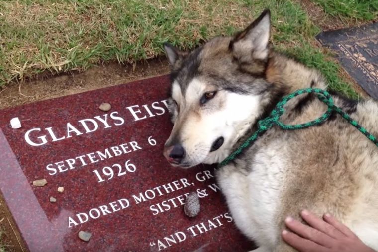 Pas legao na bakin grob: Životinja u žalosti rasplakala sve! (VIDEO)