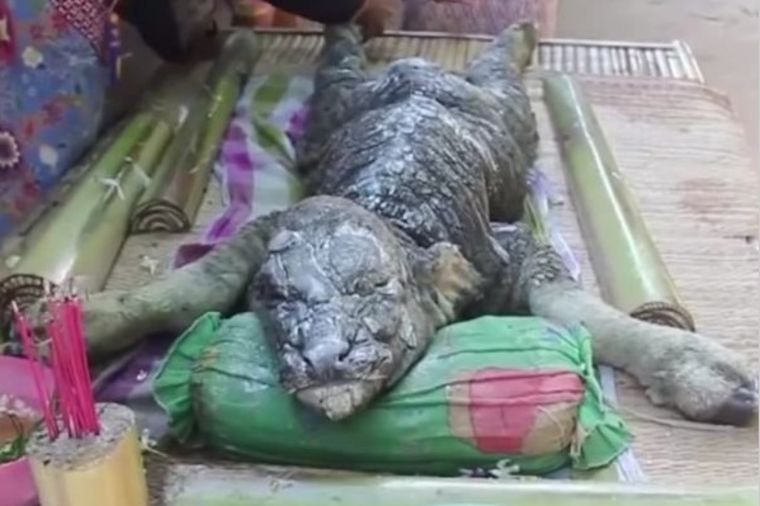 Na Tajlandu pronađen mutant: Rođena i ubrzo uginula misteriozna životinja! (VIDEO)