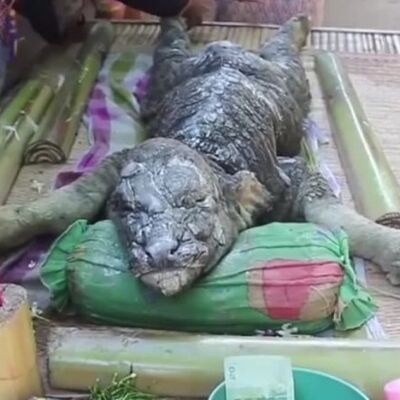 Na Tajlandu pronađen mutant: Rođena i ubrzo uginula misteriozna životinja! (VIDEO)