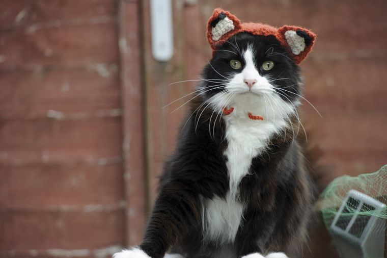 Mačke poseduju supermoći: Njihova tajna konačno razotkrivena!