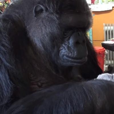 Poklonila ih sebi za rođendan: Dobrodušna gorila usvojila dva mačeta! (VIDEO)