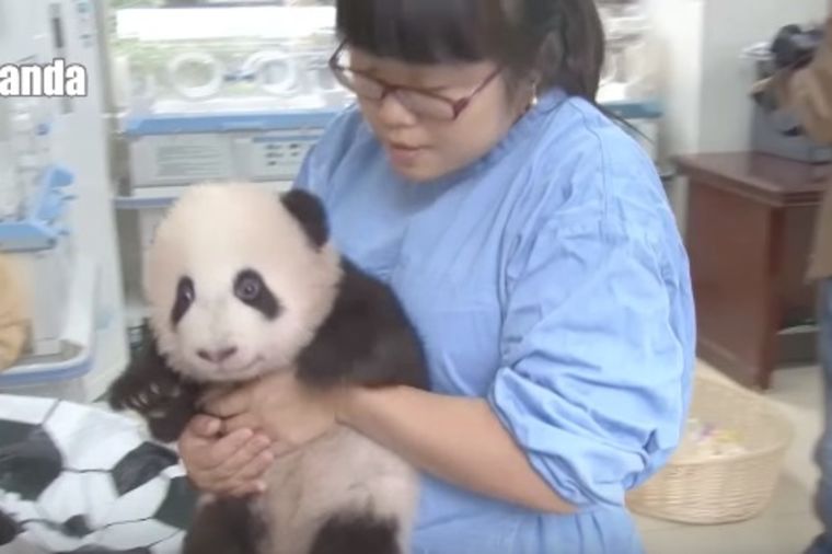 Najsrećniji posao na svetu: Dadilja za pande! (VIDEO)