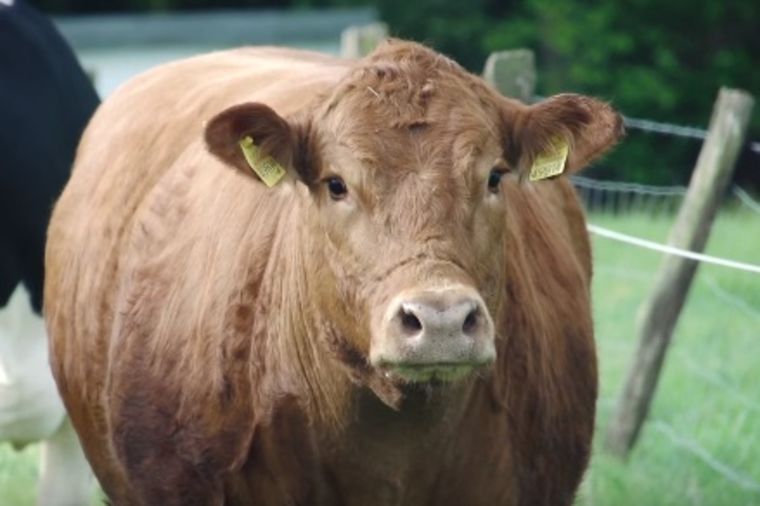 Iskonski strah pred kojim čovek ostaje paralisan: Kako je jedna krava izbegla sigurnu smrt! (VIDEO)
