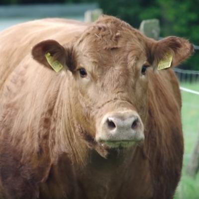 Iskonski strah pred kojim čovek ostaje paralisan: Kako je jedna krava izbegla sigurnu smrt! (VIDEO)