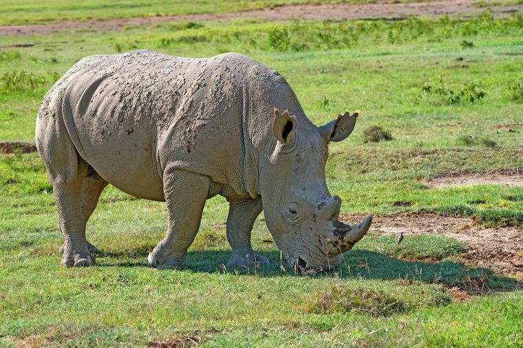 Tužna vest: Na svetu ostala samo tri bela nosoroga!