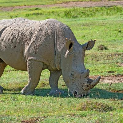 Tužna vest: Na svetu ostala samo tri bela nosoroga!