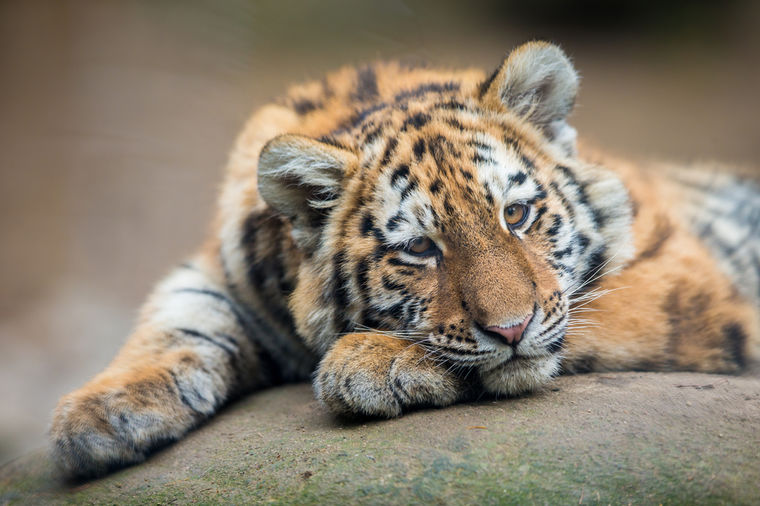 Pogledajte: Tigar odbio da pojede ovna, sada su nerazdvojni! (VIDEO)
