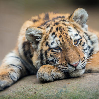 Pogledajte: Tigar odbio da pojede ovna, sada su nerazdvojni! (VIDEO)
