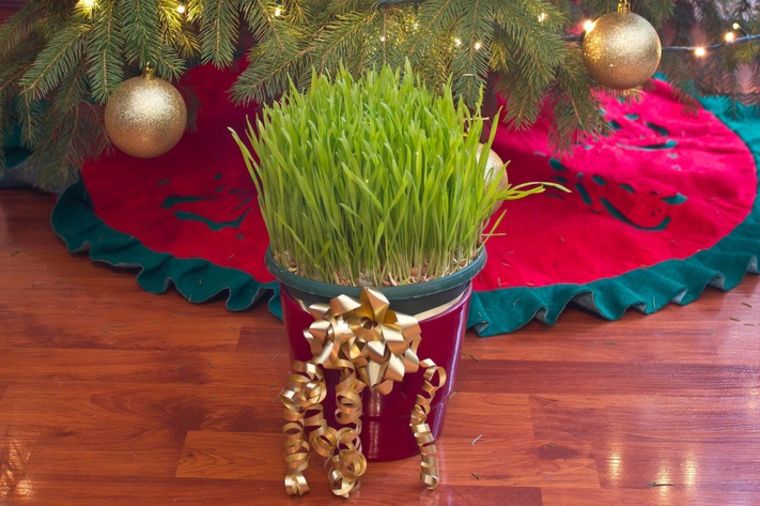 Evo kako se pravilno seje Božićna pšenica: 5 koraka do bujne i zelene pšenične trave!