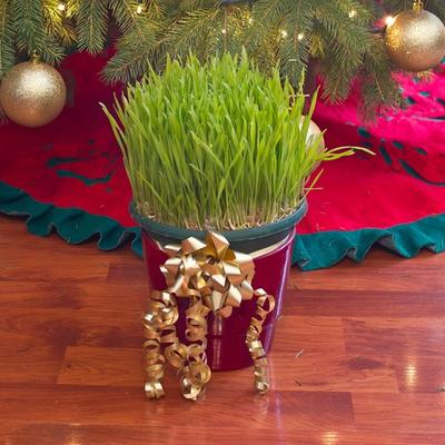 Evo kako se pravilno seje Božićna pšenica: 5 koraka do bujne i zelene pšenične trave!