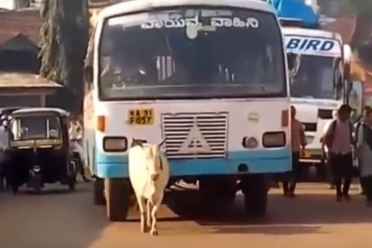 Krava četiri godine proganja autobus koji joj je ubio tele: Majčinska ljubav! (FOTO, VIDEO)