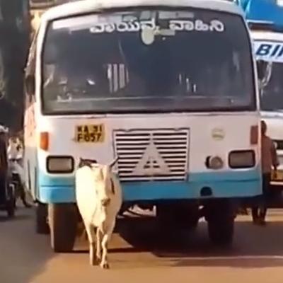 Krava četiri godine proganja autobus koji joj je ubio tele: Majčinska ljubav! (FOTO, VIDEO)