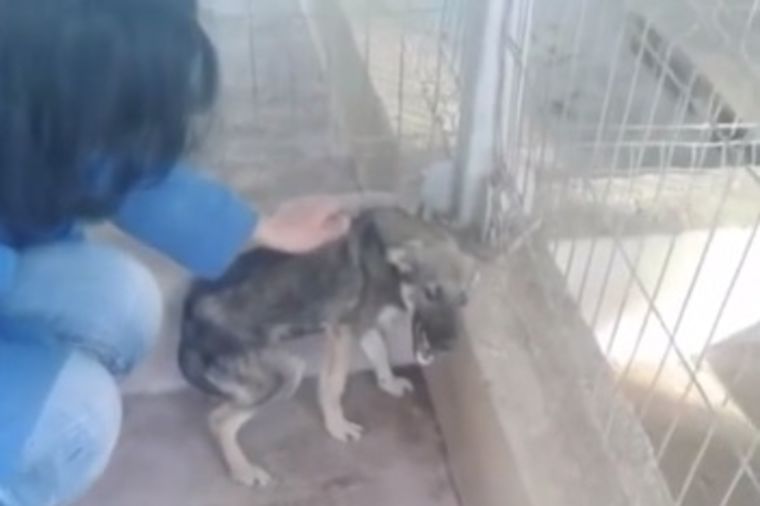Tuga zlostavljanog psa: Prvi put osetila ljubav, nije znala šta ju je snašlo! (VIDEO)