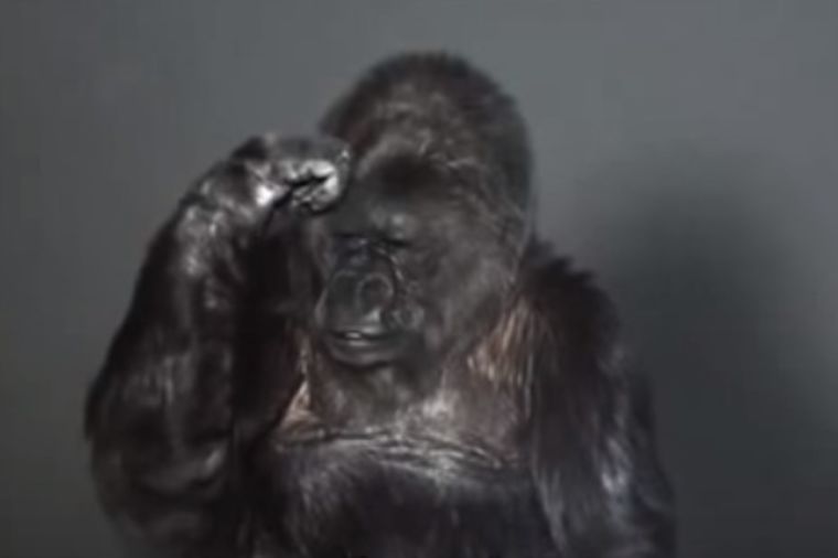 Gorila Koko upozorava: Ljudi su glupi, priroda vas gleda! (VIDEO)