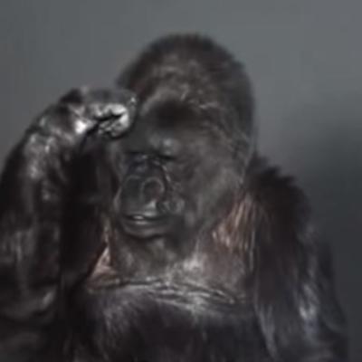 Gorila Koko upozorava: Ljudi su glupi, priroda vas gleda! (VIDEO)