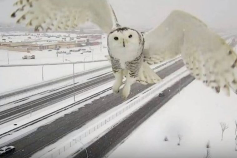 Snežna sova postala zvezda Interneta: Saobraćajna kamera snimila pticu u letu! (VIDEO)