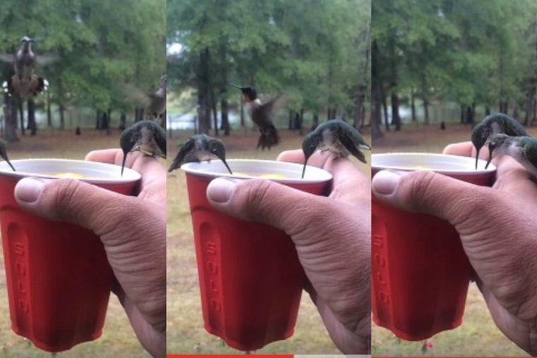 Kolibri mu jede iz ruke: Nahranio ptičice iz svoje šolje! (VIDEO)