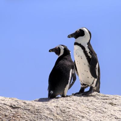 Ljubav među pingvinima: Ovako mužjaci prose ženke! (FOTO)
