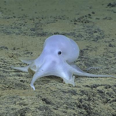 Naučnici pronašli novu vrstu: Neobična hobotnica na rekordnoj dubini (FOTO)
