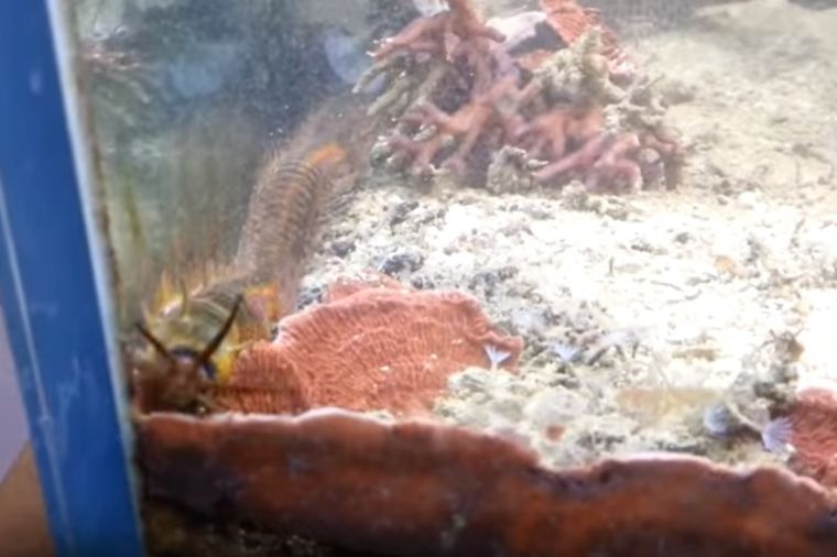 Posle 2 godine rešio da očisti akvarijum: Stvorenje iz vode zgadilo 3 miliona ljudi! (VIDEO)