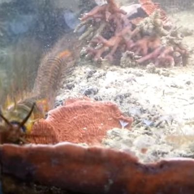 Posle 2 godine rešio da očisti akvarijum: Stvorenje iz vode zgadilo 3 miliona ljudi! (VIDEO)