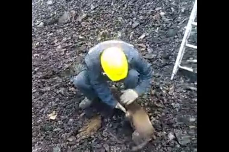 Humanost na delu: Kolubarski vatrogasci spasili preplašenog psa! (VIDEO)