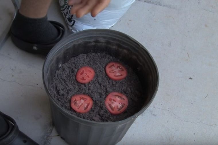 Stavite kolutove paradajza u saksiju sa zemljom: Evo šta će se desiti za 2 nedelje! (VIDEO)