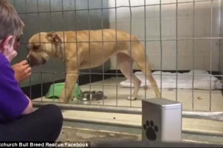 Napušteni pas dva dana nije jeo u azilu: Kada se pojavio ovaj dečak (7), desilo se čudo! (VIDEO)