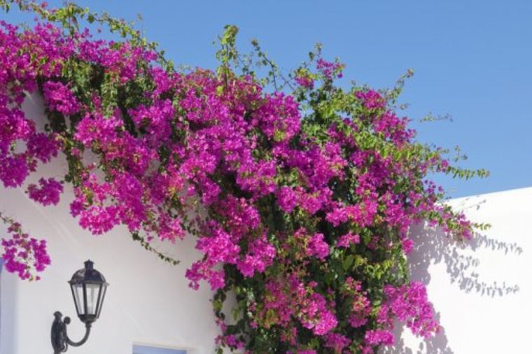 Ružičasta lepotica: Raskošni cvetovi kao stvoreni za sunčani balkon! (FOTO)