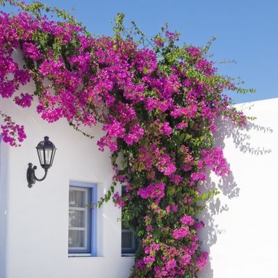 Ružičasta lepotica: Raskošni cvetovi kao stvoreni za sunčani balkon! (FOTO)