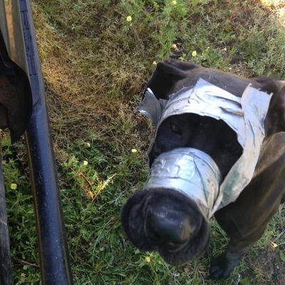 Fotografija koja je razbesnela svet: Pronađen pas oblepljen izolir trakom! (FOTO)