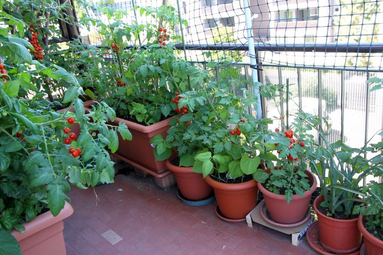 Ovo voće i povrće možete gajiti na balkonu: Nećete imati potrebe da idete na pijacu!