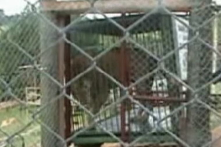 Posle 13 godina u malom kavezu, lav konačno pušten na slobodu: Životinja rasplakala milione! (VIDEO)