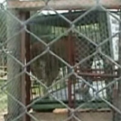 Posle 13 godina u malom kavezu, lav konačno pušten na slobodu: Životinja rasplakala milione! (VIDEO)